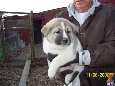Akita Puppies for Sale