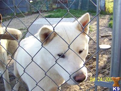 Dogs for Sale in MO