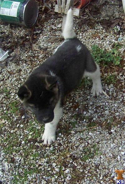 Akita Puppies for Sale