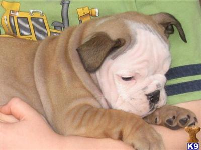 Puppies in AR