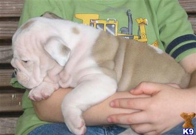 Puppies in AR