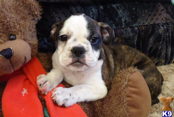English Bulldog Puppies
