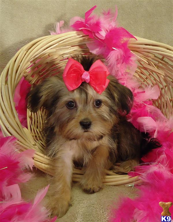 shih tzu breeders in mo shih tzu puppies for sale in missouri shih tzu breeders in mo shih tzu puppies for sale in missouri