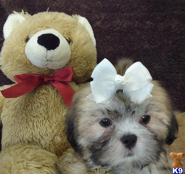 shih tzu breeders in mo shih tzu for sale mo breeds picture shih tzu breeders in mo shih tzu for sale mo breeds picture