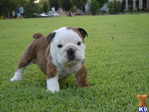 Puppies in Augusta