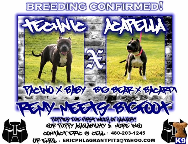 Dogs for Sale in AZ