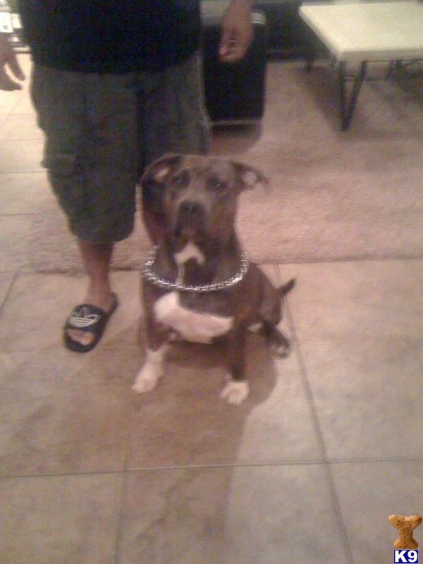 Dogs for Sale in AZ