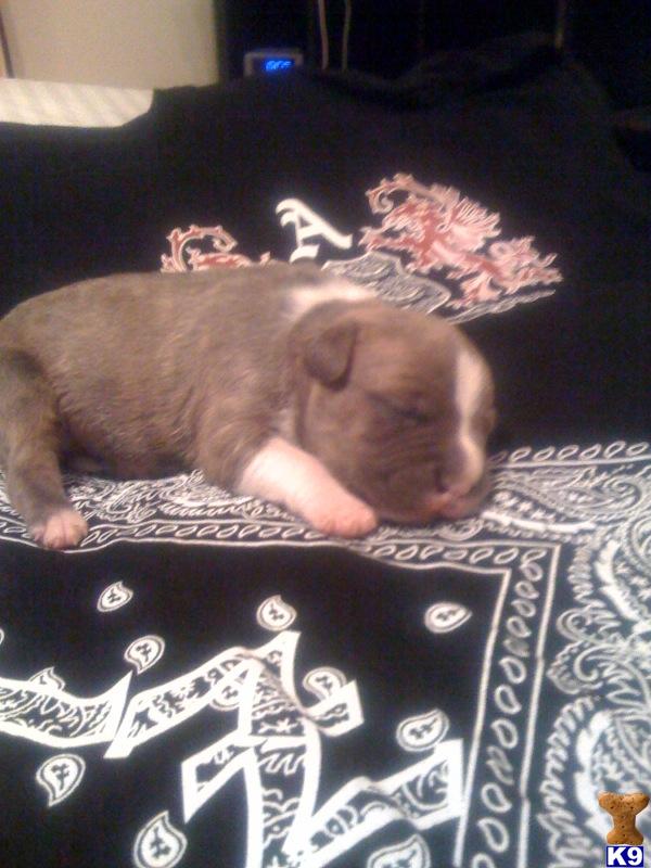 Puppies in Mesa