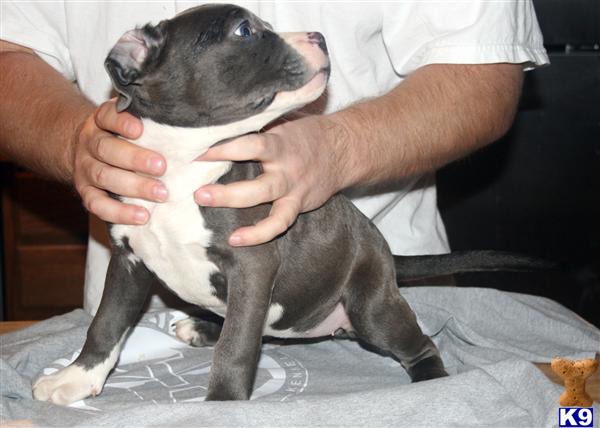 Puppies in Mesa
