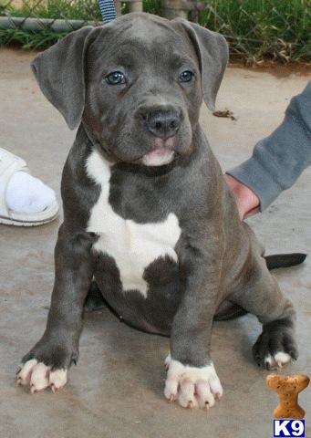 Puppies in Mesa