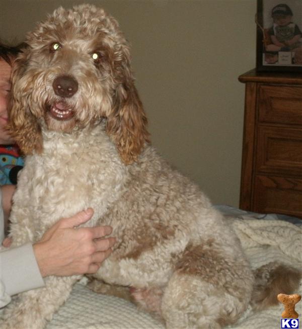 Stud Dogs - Labradoodle