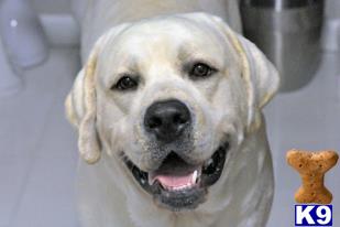 Stud Dogs - Labrador Retriever