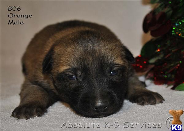 Malinois Puppies Ga