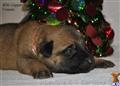 Belgian Malinois