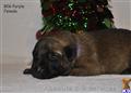 Belgian Malinois