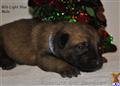 Belgian Malinois