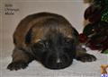 Belgian Malinois