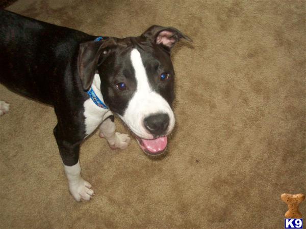 Dogs for Sale in MA