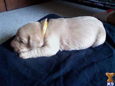 Puppies in IL