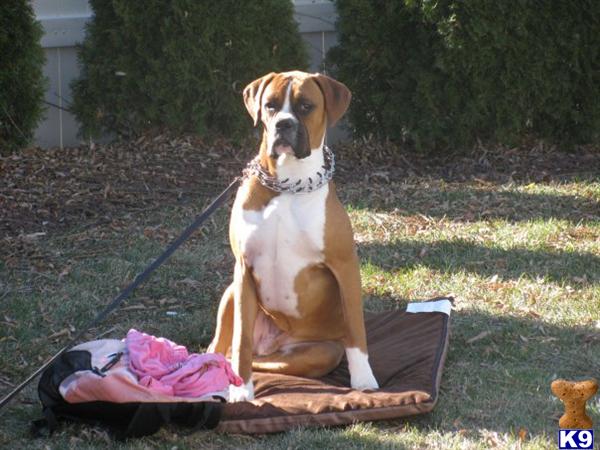 Stud Dogs - Boxer