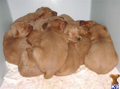 Puppies in Lodi