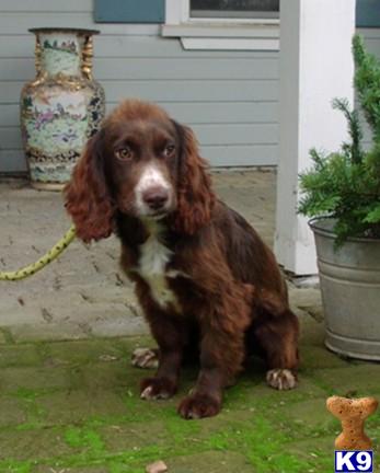 Dogs - English Cocker Spaniel