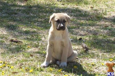 Anatolian Shepherd Dog Puppies