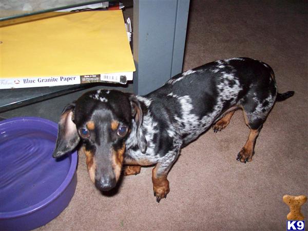 Dogs - Dachshund
