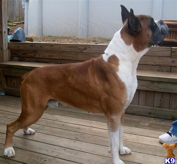 Stud Dogs in NC