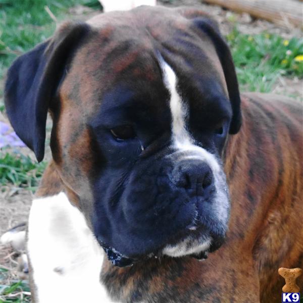Dogs for Sale in NC