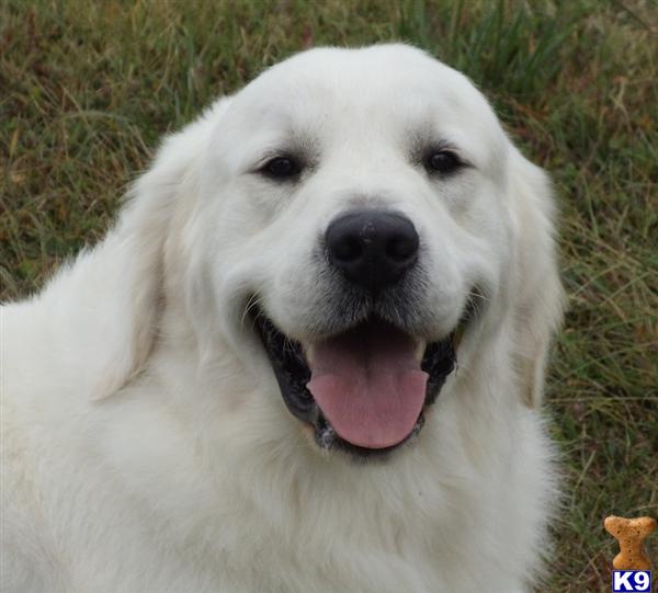 golden retriever puppies for sale in nc golden retriever puppies nc for sale breeds picture golden retriever puppies for sale in nc golden retriever puppies nc for sale breeds picture
