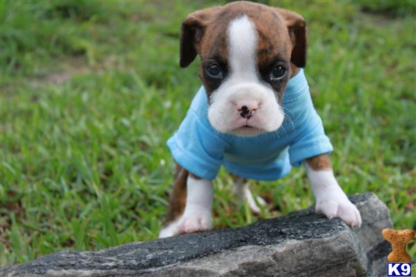boxer puppies for sale miami puppies for sale in miami 305 4851010 miami fl pennysaverusa breeds picture boxer puppies for sale miami puppies for sale in miami 305 4851010 miami fl pennysaverusa breeds picture