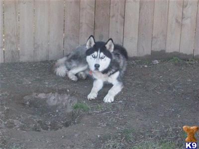 Stud Dogs - Siberian Husky