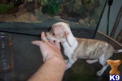 Chihuahua Puppies in FL