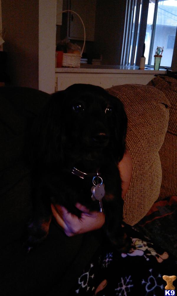Stud Dogs - Dachshund