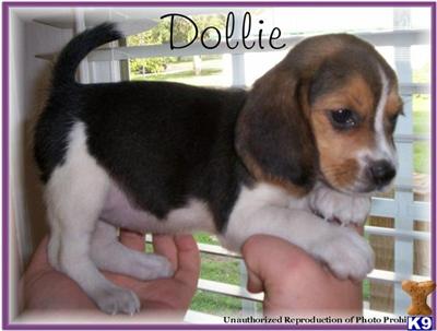 Puppies in NE