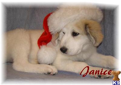 Great Pyrenees Puppies for Sale