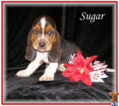 Basset Hound Puppies for Sale