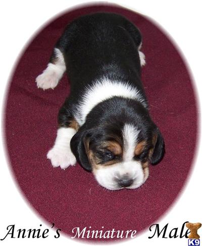 Beagle Puppies for Sale