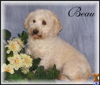 Puppies for Adoption