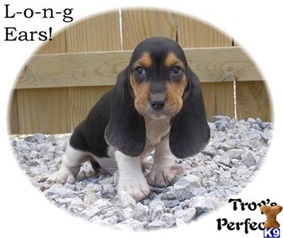Basset Hound Puppies for Sale