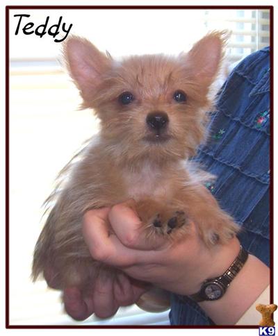 Puppies in NE
