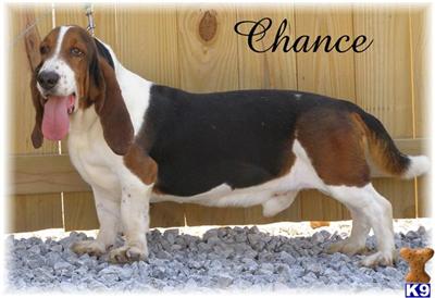Dogs for Sale in NE