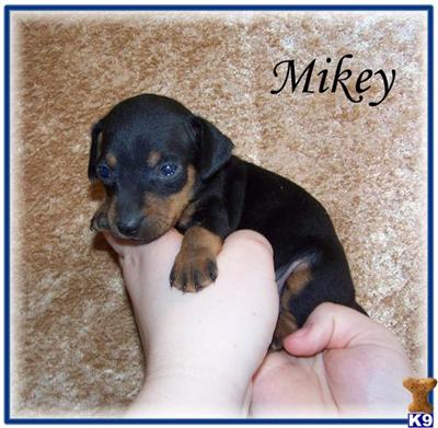 Puppies in NE