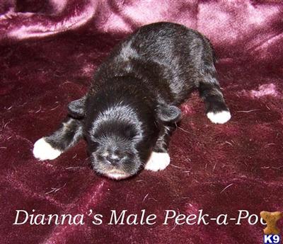 Puppies in NE