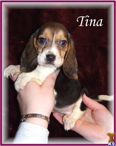 Beagle Puppies for Sale
