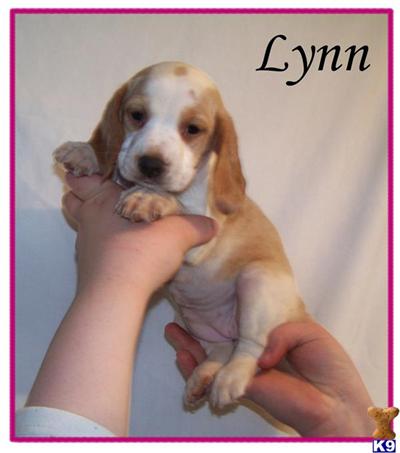 Beagle Puppies for Sale