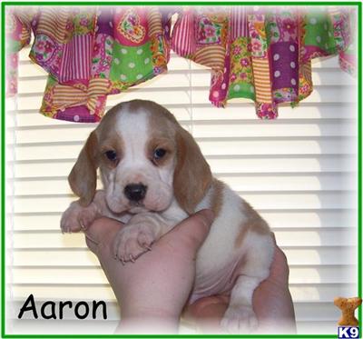 Beagle Puppies for Sale