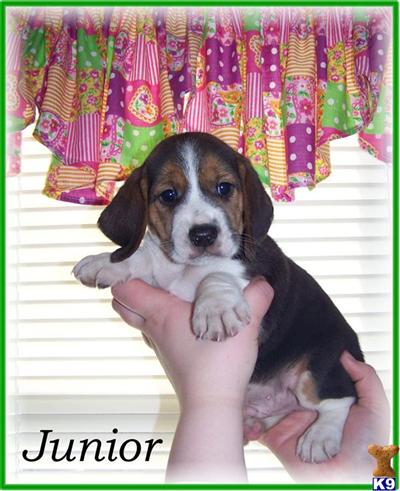 Beagle Puppies for Sale