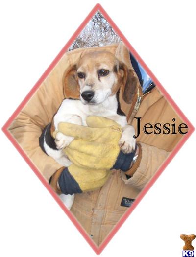 Rescue Dogs